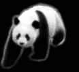 panda walking gif