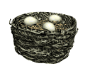 bird's nest animation