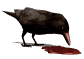 crow eating animation