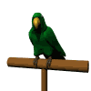 parrot on perch