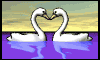 swans making heart in animated water