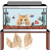 cat and fish tank gif